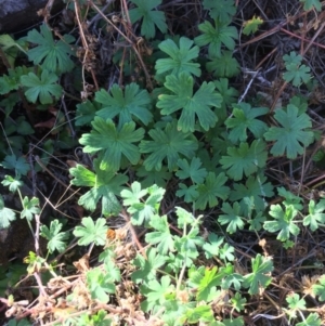 Geranium sp. at Mount Fairy, NSW - 7 Apr 2018