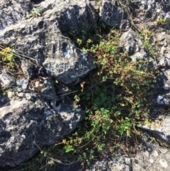 Geranium sp. at Mount Fairy, NSW - 7 Apr 2018