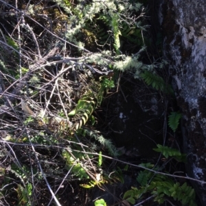 Pellaea calidirupium at Mount Fairy, NSW - 7 Apr 2018 11:38 AM