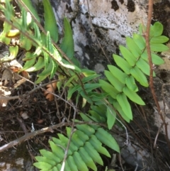 Pellaea calidirupium at Mount Fairy, NSW - 7 Apr 2018 11:38 AM