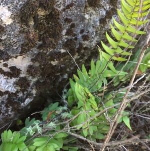 Pellaea calidirupium at Mount Fairy, NSW - 7 Apr 2018