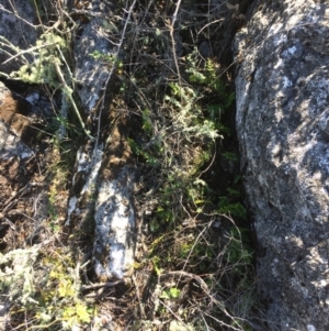 Pellaea calidirupium at Mount Fairy, NSW - 7 Apr 2018 11:38 AM