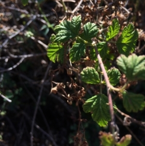 Rubus parvifolius at Mount Fairy, NSW - 7 Apr 2018