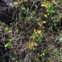 Rubus parvifolius at Mount Fairy, NSW - 7 Apr 2018