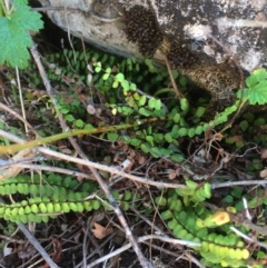 Asplenium trichomanes (Common Spleenwort) at Mount Fairy, NSW - 7 Apr 2018 by alexwatt