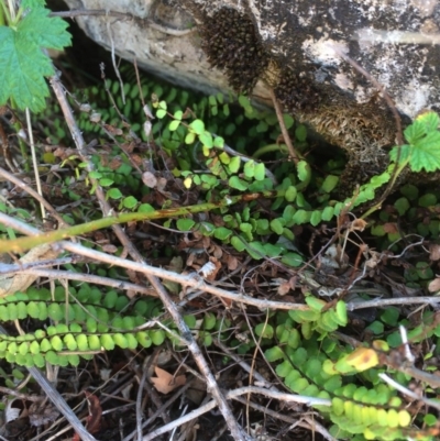 Asplenium trichomanes (Common Spleenwort) at Mount Fairy, NSW - 7 Apr 2018 by alexwatt