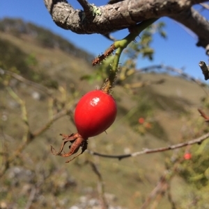 Rosa rubiginosa at Mount Fairy, NSW - 7 Apr 2018