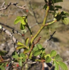 Rosa rubiginosa at Mount Fairy, NSW - 7 Apr 2018