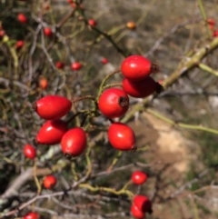 Rosa rubiginosa at Mount Fairy, NSW - 7 Apr 2018