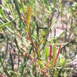 Dodonaea viscosa at Mount Fairy, NSW - 7 Apr 2018 11:43 AM