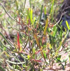 Dodonaea viscosa at Mount Fairy, NSW - 7 Apr 2018 11:43 AM