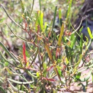 Dodonaea viscosa at Mount Fairy, NSW - 7 Apr 2018 11:43 AM