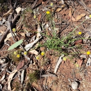 Calotis lappulacea at Majura, ACT - 9 Apr 2018