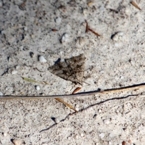 Dichromodes longidens at Eden, NSW - 5 Apr 2018 11:04 AM