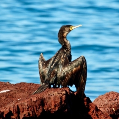 Phalacrocorax carbo (Great Cormorant) at Eden, NSW - 5 Apr 2018 by RossMannell