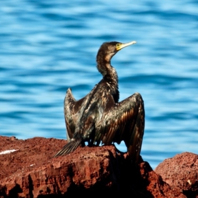 Phalacrocorax carbo (Great Cormorant) at Eden, NSW - 5 Apr 2018 by RossMannell