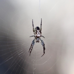 Plebs eburnus (Eastern bush orb-weaver) at Eden, NSW - 4 Apr 2018 by RossMannell