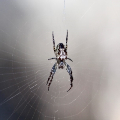 Plebs eburnus (Eastern bush orb-weaver) at Eden, NSW - 4 Apr 2018 by RossMannell