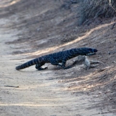 Varanus varius (Lace Monitor) at Eden, NSW - 5 Apr 2018 by RossMannell