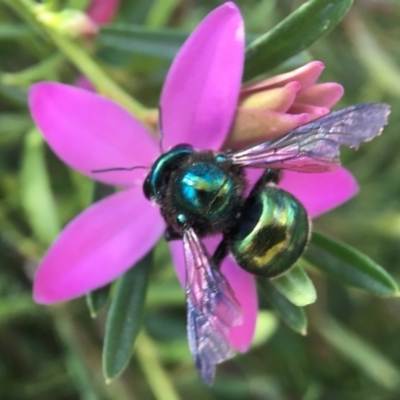 Xylocopa (Lestis) aerata (Golden-Green Carpenter Bee) at Acton, ACT - 9 Apr 2018 by PeterA