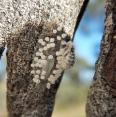 Orgyia anartoides (Painted Apple Moth) at Mount Painter - 5 Apr 2018 by CathB