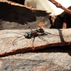 Pompilidae (family) (Unidentified Spider wasp) at Mount Painter - 5 Apr 2018 by CathB