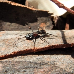 Pompilidae (family) at Cook, ACT - 5 Apr 2018 10:09 AM