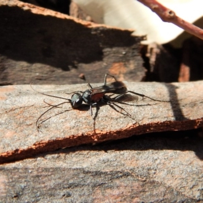 Pompilidae (family) (Unidentified Spider wasp) at Cook, ACT - 5 Apr 2018 by CathB