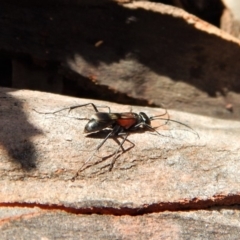 Pompilidae (family) at Cook, ACT - 5 Apr 2018 10:09 AM