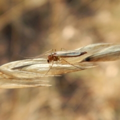 Chironomidae (family) (Non-biting Midge) at Belconnen, ACT - 4 Apr 2018 by CathB