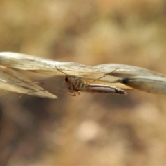 Chironomidae (family) at Belconnen, ACT - 5 Apr 2018