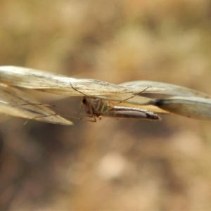 Chironomidae (family) at Belconnen, ACT - 5 Apr 2018 09:00 AM