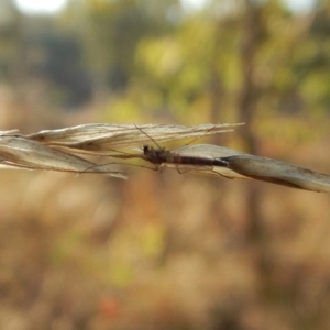 Chironomidae (family) at Belconnen, ACT - 5 Apr 2018 09:00 AM