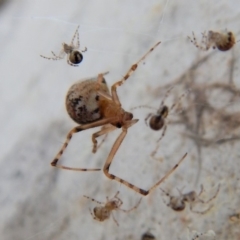 Theridiidae (family) (Comb-footed spider) at Cook, ACT - 5 Apr 2018 by CathB