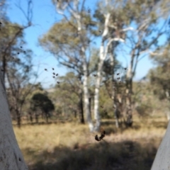 Theridiidae (family) at Cook, ACT - 5 Apr 2018 10:06 AM