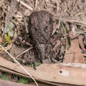 Acripeza reticulata at Cooleman, NSW - 16 Mar 2018