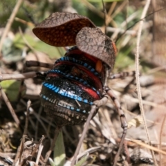 Acripeza reticulata at Cooleman, NSW - 16 Mar 2018 01:12 PM