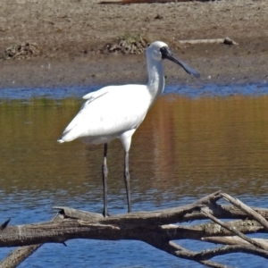 Platalea regia at Fyshwick, ACT - 9 Apr 2018 11:29 AM