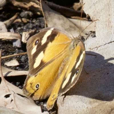 Heteronympha merope (Common Brown Butterfly) at Acton, ACT - 8 Apr 2018 by jb2602