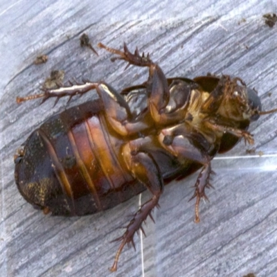 Panesthia australis (Common wood cockroach) at Ainslie, ACT - 8 Apr 2018 by jbromilow50