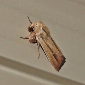 Leucania diatrecta at Wanniassa, ACT - 9 Apr 2018