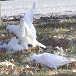 Cacatua sanguinea at Lyneham, ACT - 9 Apr 2018