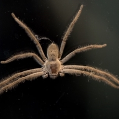 Isopeda sp. (genus) (Huntsman Spider) at Mitchell, ACT - 5 Apr 2018 by Jek