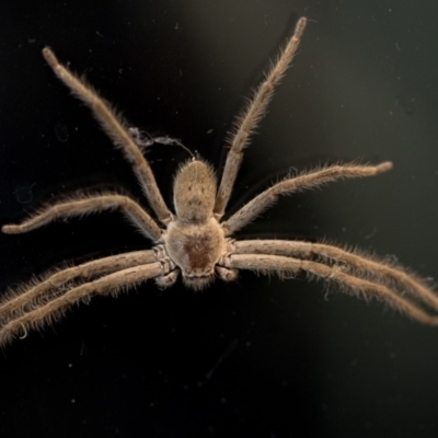 Isopeda sp. (genus) (Huntsman Spider) at Mitchell, ACT - 4 Apr 2018 by Jek