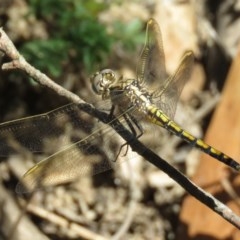 Orthetrum caledonicum (Blue Skimmer) at Forbes Creek, NSW - 9 Apr 2018 by KumikoCallaway