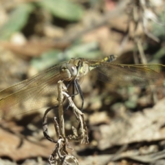 Orthetrum caledonicum at Forbes Creek, NSW - 9 Apr 2018 01:06 PM