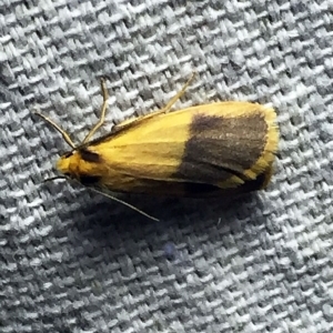 Threnosia heminephes at O'Connor, ACT - 8 Apr 2018 11:31 PM