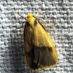 Threnosia heminephes at O'Connor, ACT - 8 Apr 2018 11:31 PM