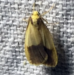 Threnosia heminephes at O'Connor, ACT - 8 Apr 2018 11:31 PM