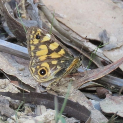 Oreixenica lathoniella (Silver Xenica) at Forbes Creek, NSW - 9 Apr 2018 by KumikoCallaway